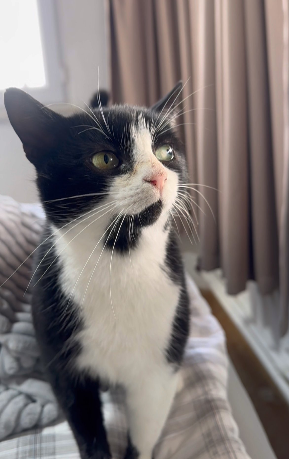 muro - Sahiplenme İlanı