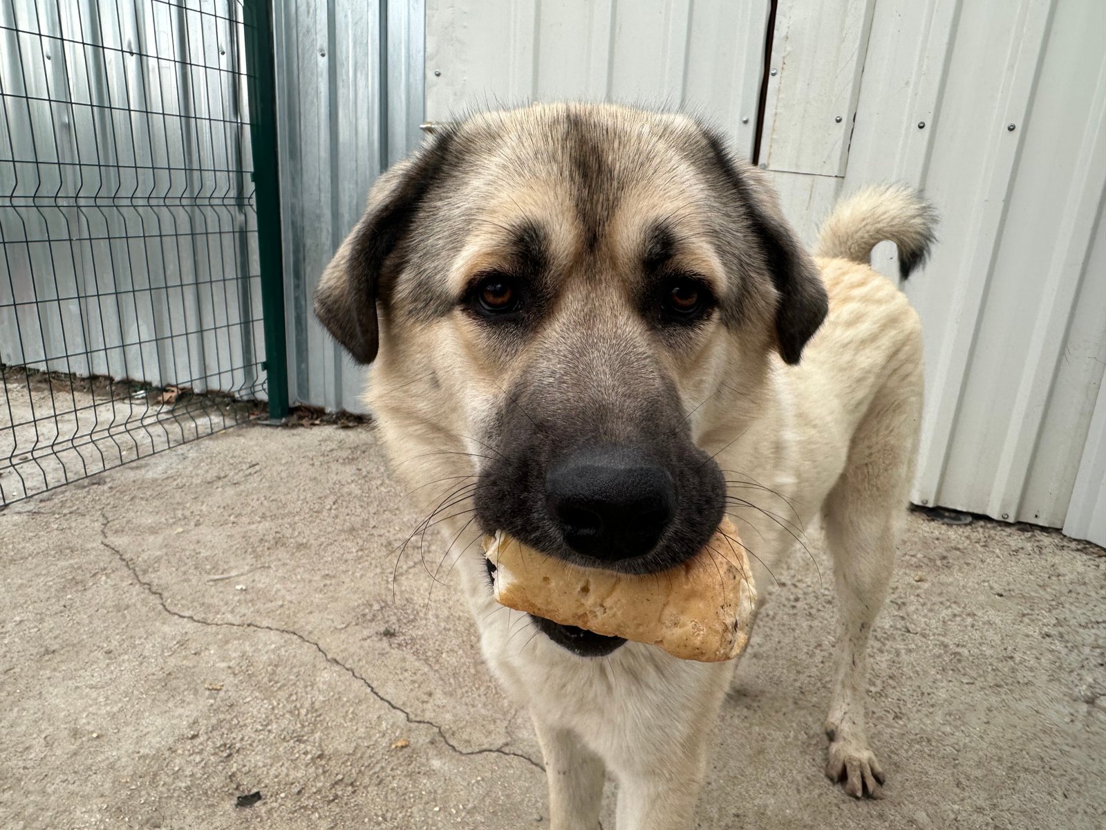 çaki - Sahiplenme İlanı