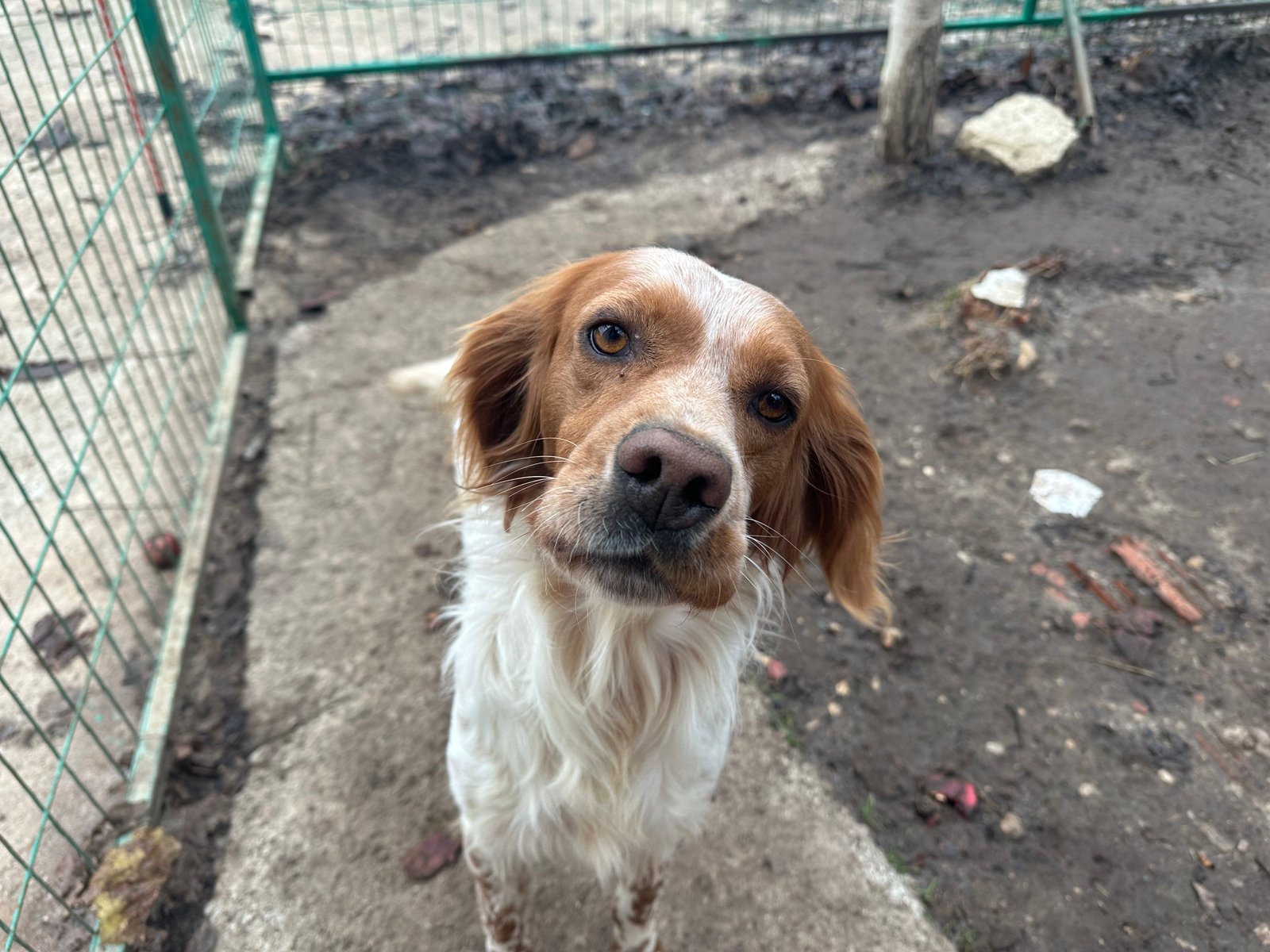 İngiliz lordu - Sahiplenme İlanı