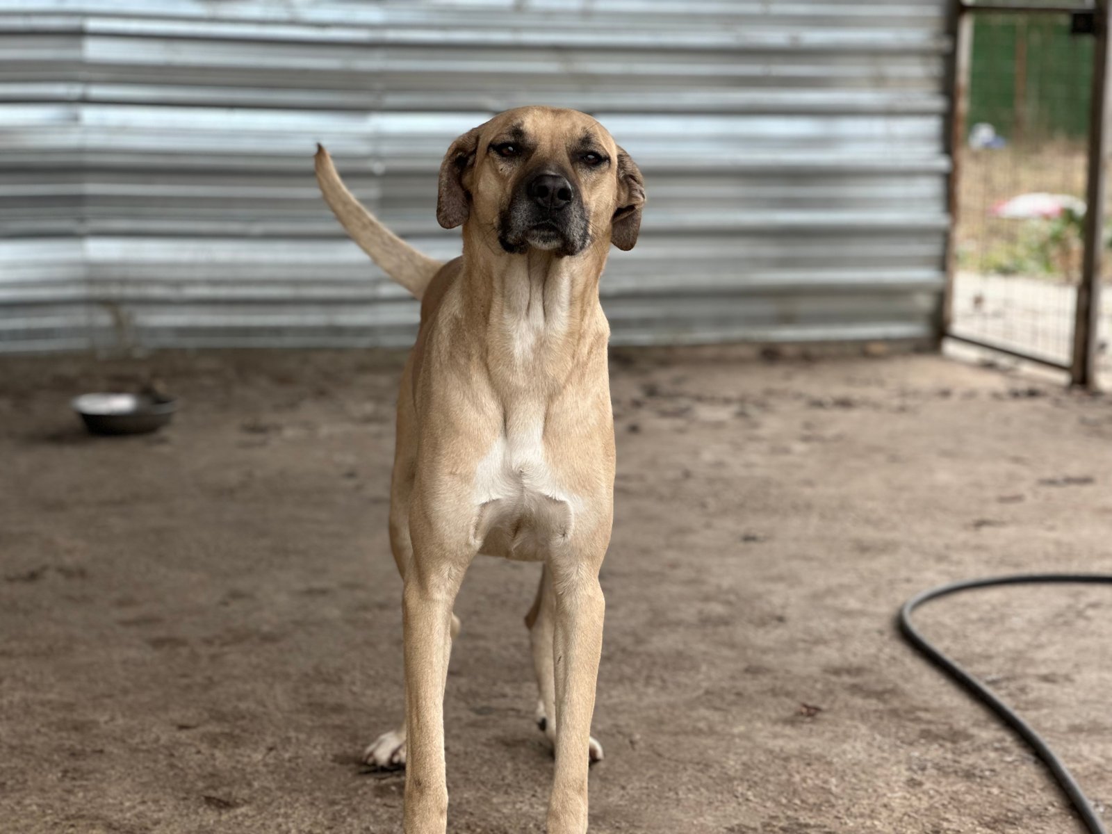 haydut - Sahiplenme İlanı