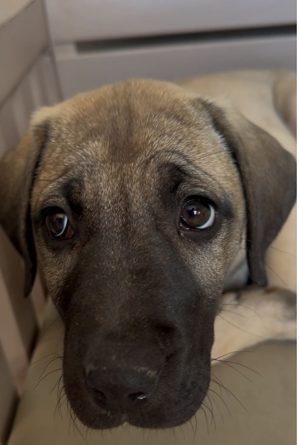 Büke - Sahiplenildi