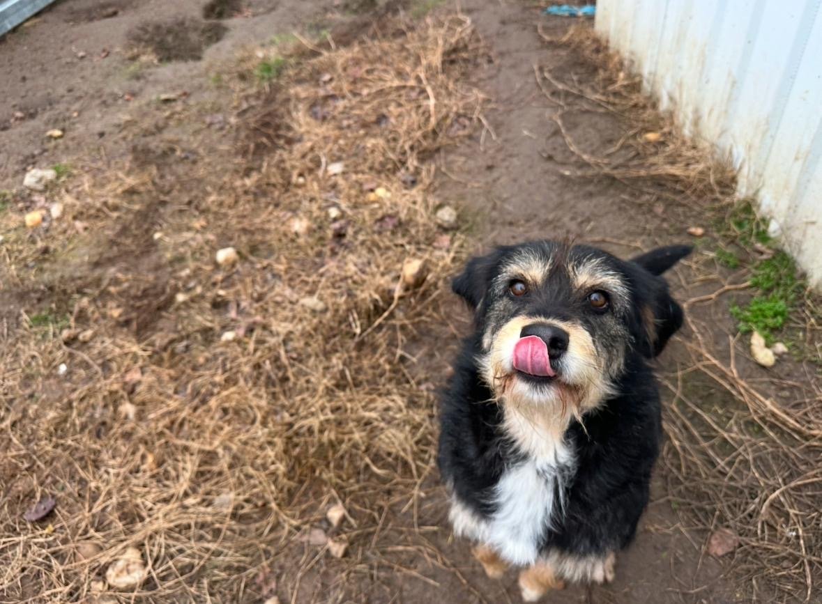 Lili - Sahiplenme İlanı