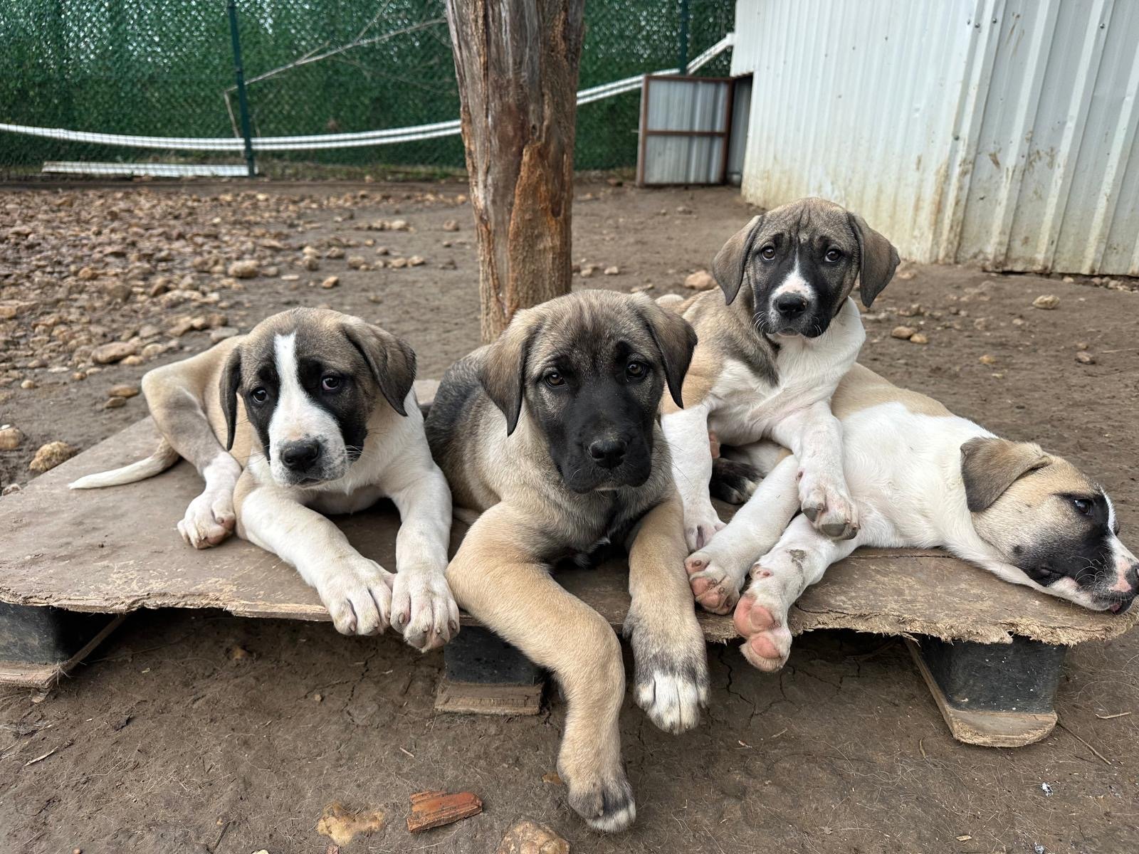 BükeBebekler - Sahiplenildi