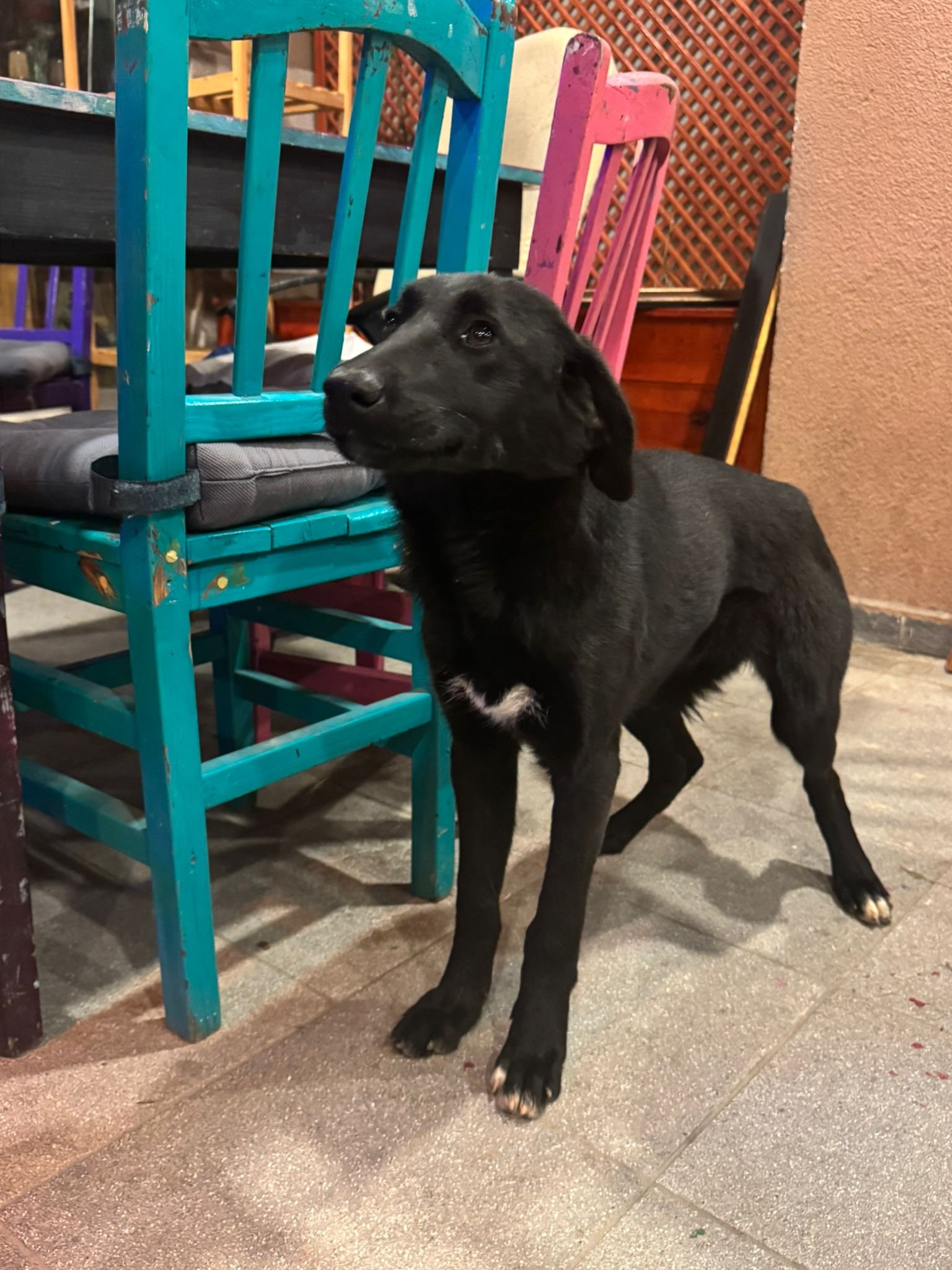 Mira - Sahiplenme İlanı