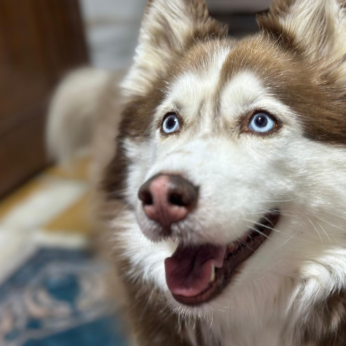 Nikita - Sahiplenme İlanı