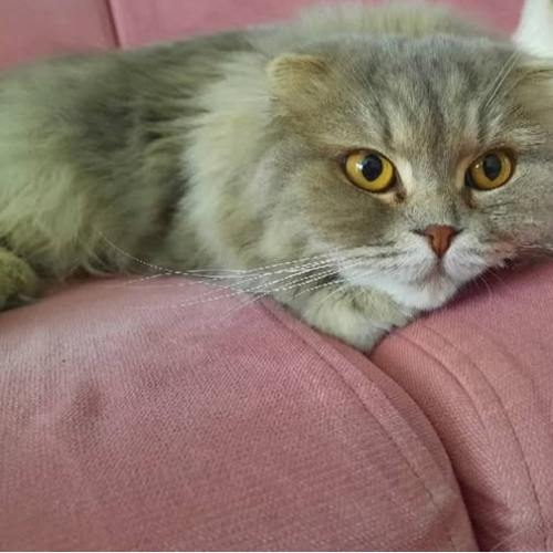 Topik - Sahiplenme İlanı