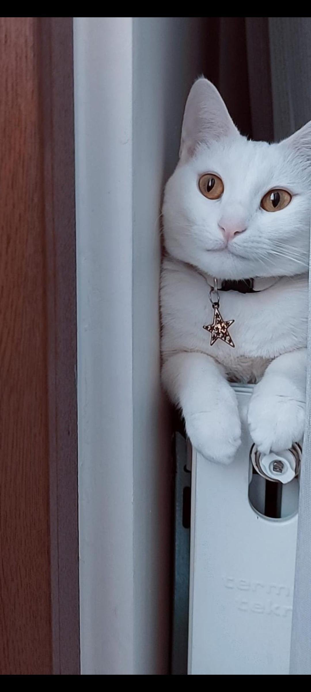 Pamuk - Sahiplenme İlanı