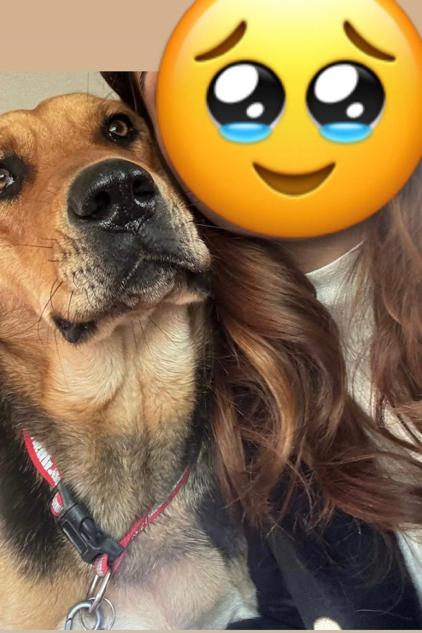 Neşeli - Sahiplenme İlanı