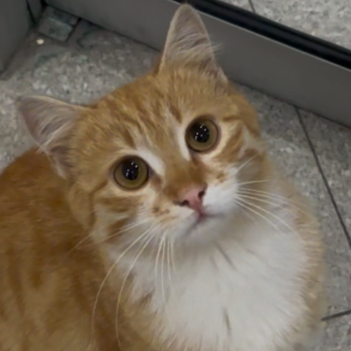 Balım - Sahiplenme İlanı