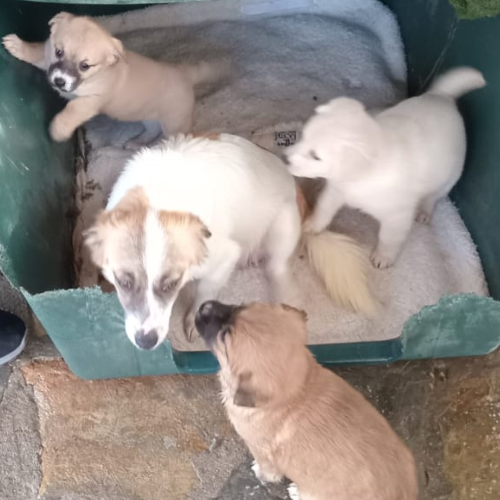 Lucy - Sahiplenme İlanı