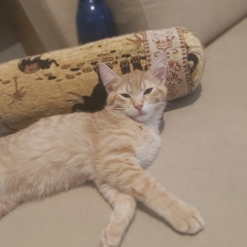 ... - Sahiplenme İlanı