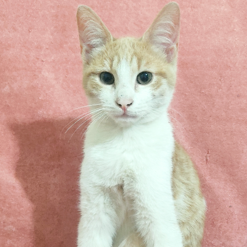 Pastel - Sahiplenme İlanı