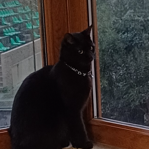 Karam - Sahiplenme İlanı