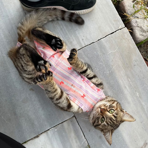 Pekmez - Sahiplenme İlanı