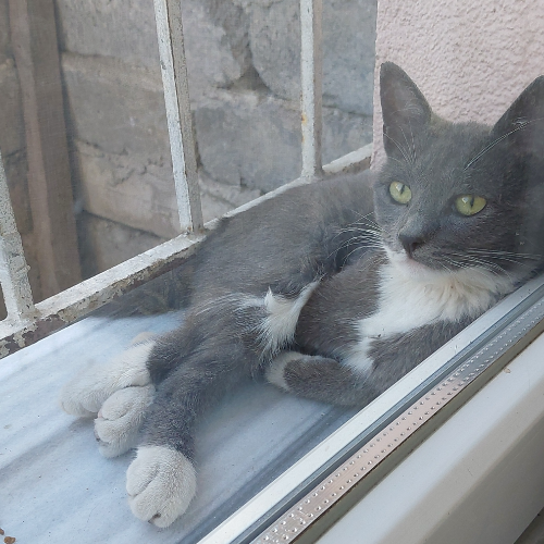 Gümüş - Sahiplenme İlanı