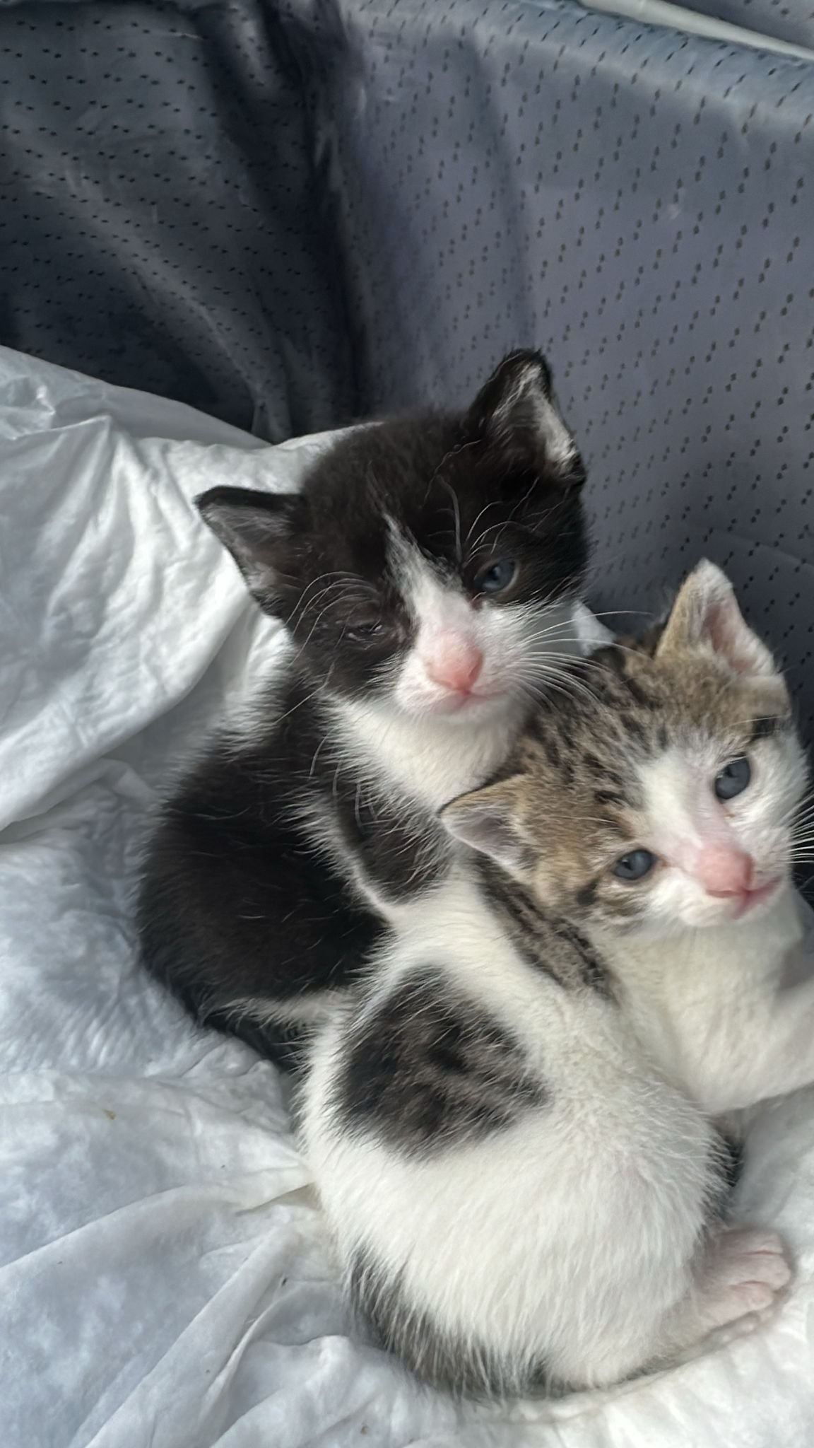 Işık ve bebekleri - Sahiplenildi