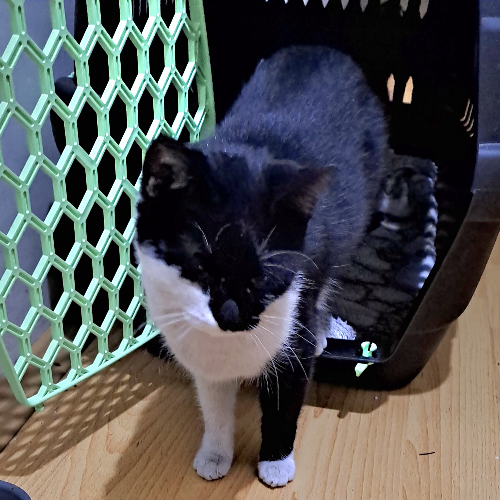 Üzüm - Sahiplenildi