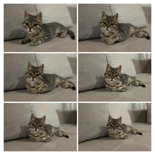 Fındık - Sahiplenme İlanı