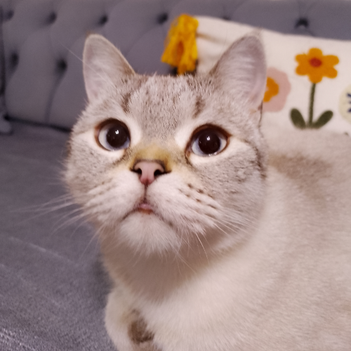 Sütlaç - Sahiplenme İlanı