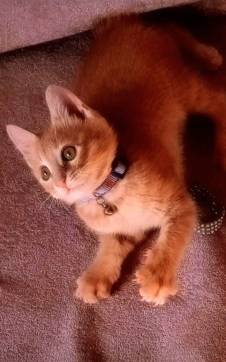 Susam - Sahiplenme İlanı