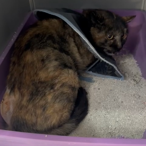 İsimsiz.. - Sahiplenildi