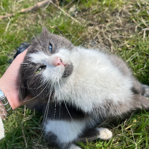 Yok - Sahiplenme İlanı