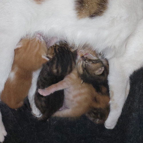 Siz koyun... - Sahiplenme İlanı