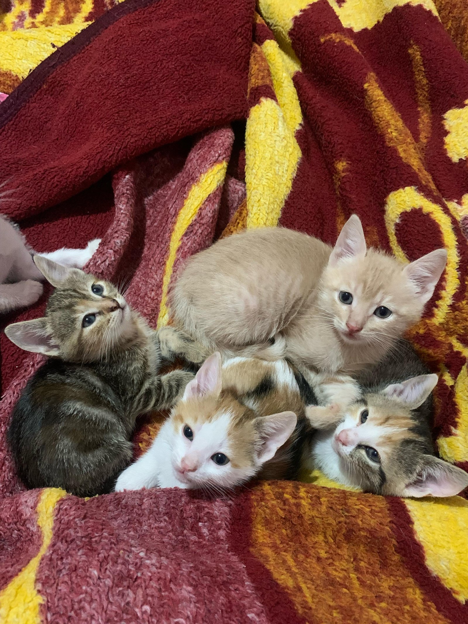 İsimsiz - Sahiplenme İlanı