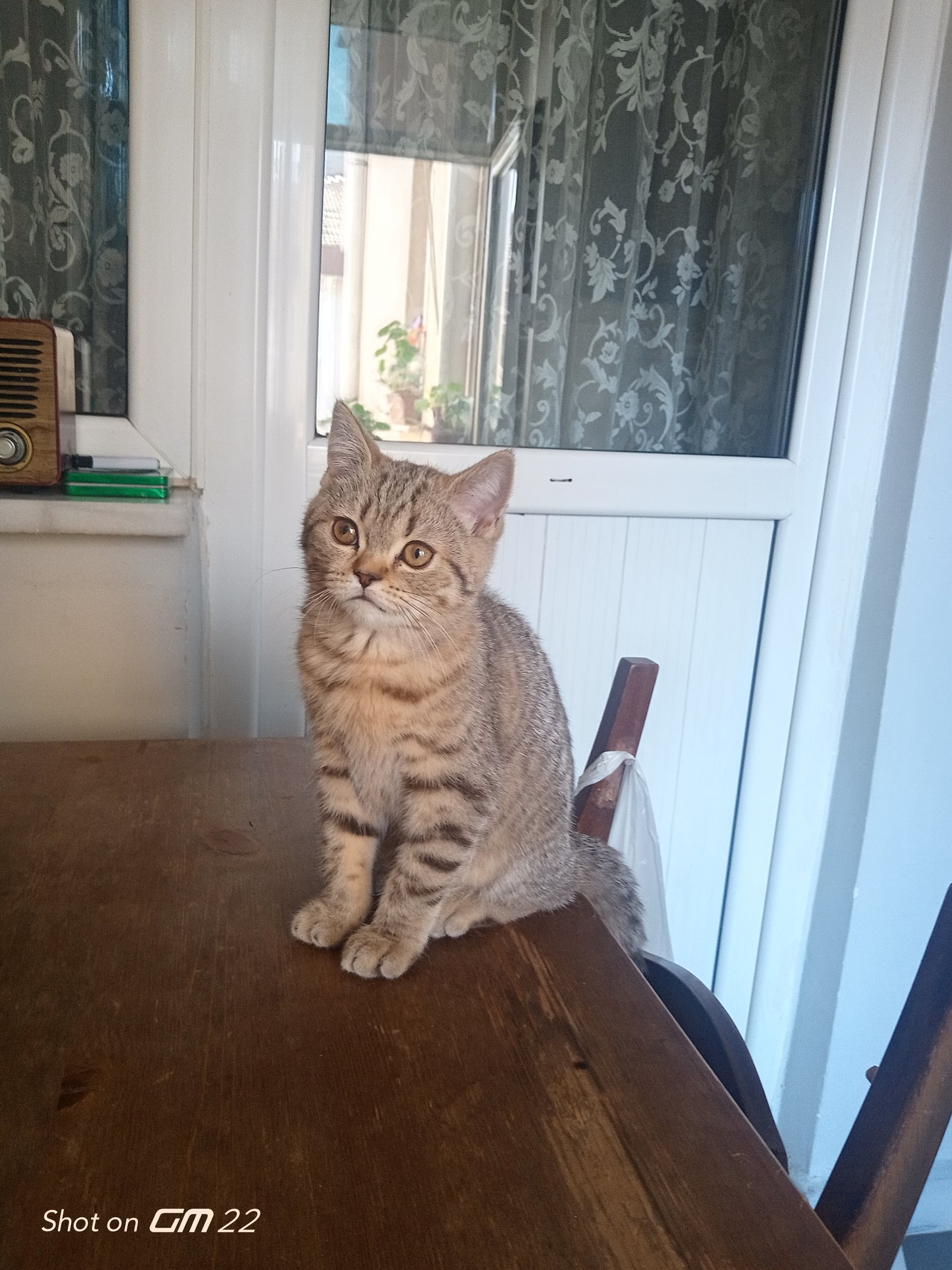 Maya - Sahiplenme İlanı