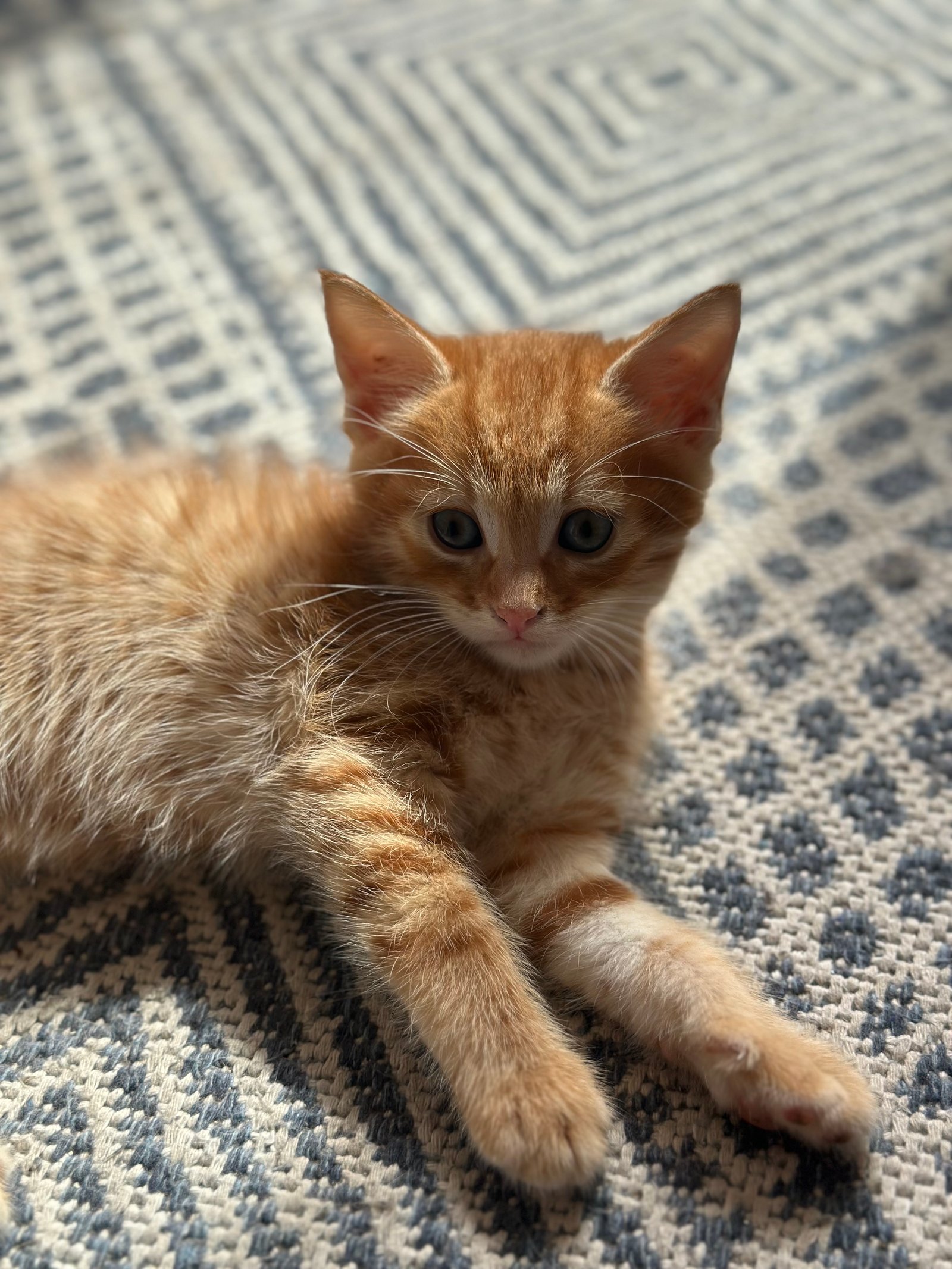 3 yakışıklı - Sahiplenme İlanı