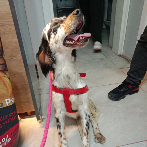 Kızım - Sahiplenme İlanı