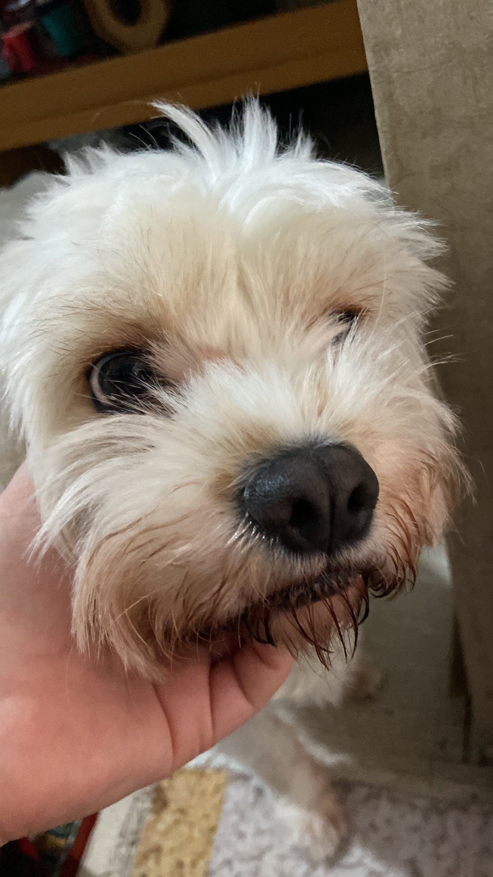 Pamuk - Sahiplenme İlanı