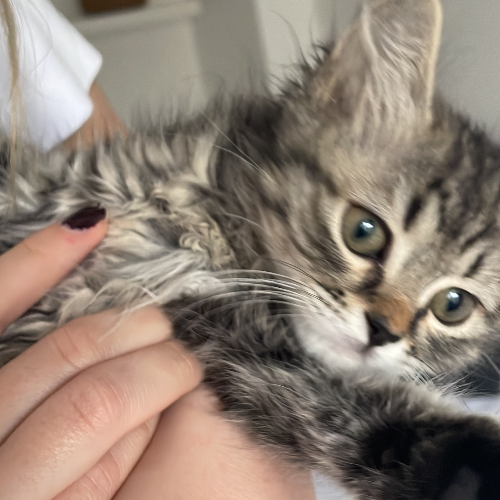 Mia - Sahiplenme İlanı