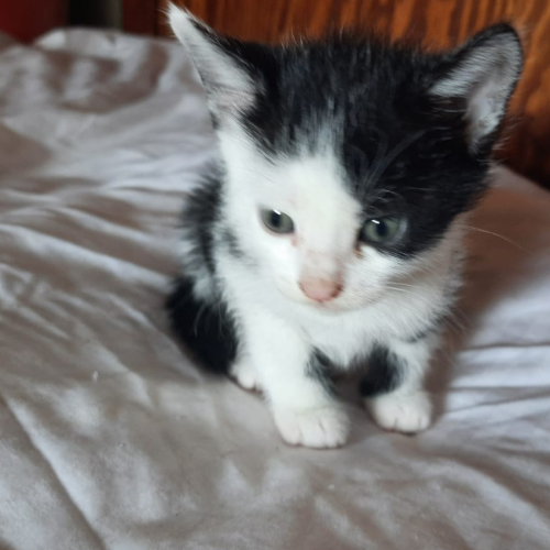 Pandiş - Sahiplenildi