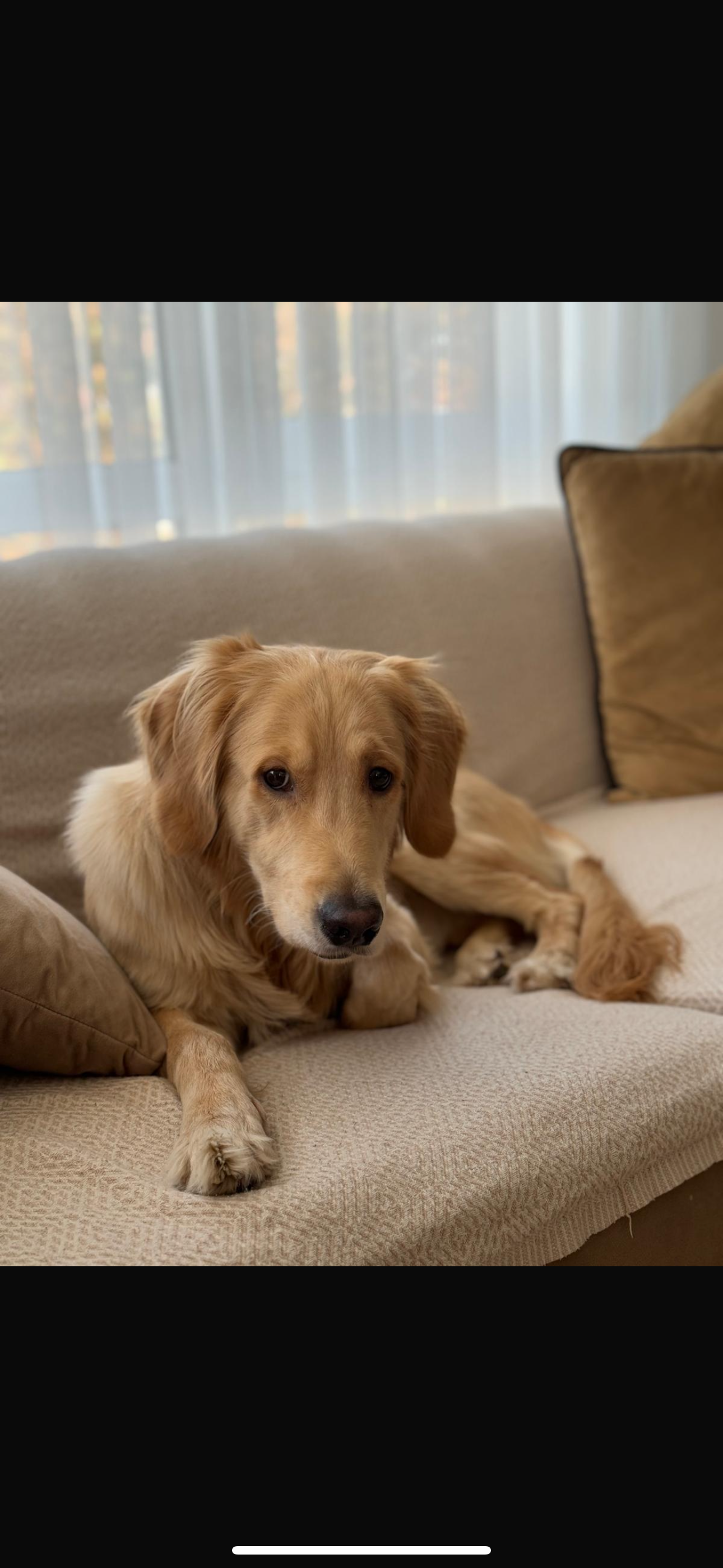 Behlül - Sahiplenildi