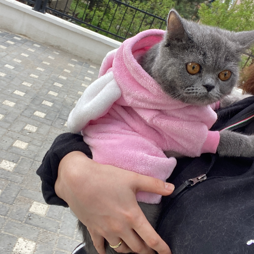 Balım - Sahiplenme İlanı