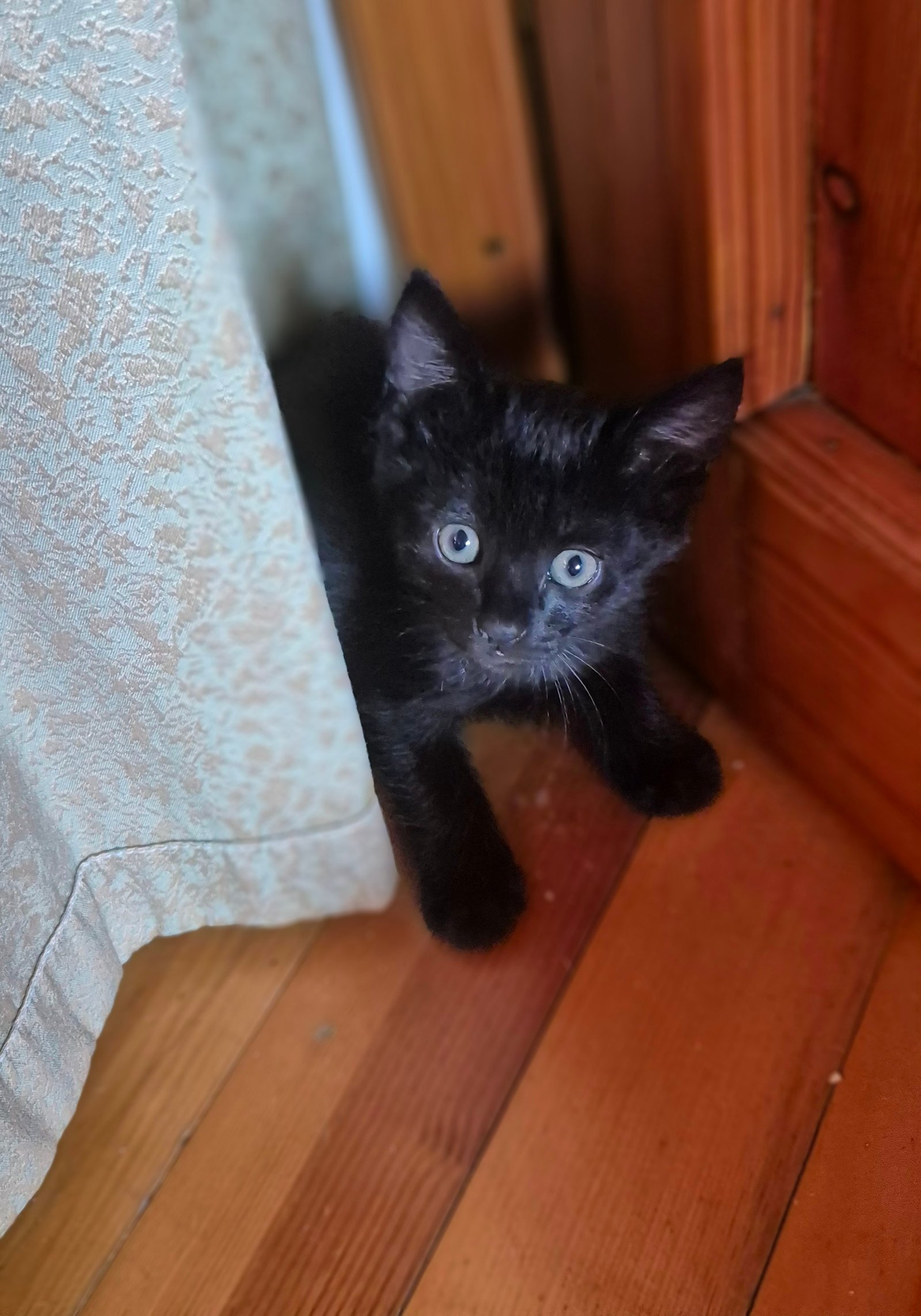 Isimsiz - Sahiplenme İlanı