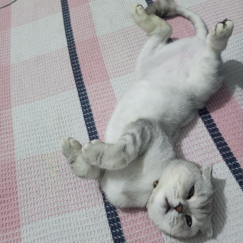 Ares - Sahiplenme İlanı