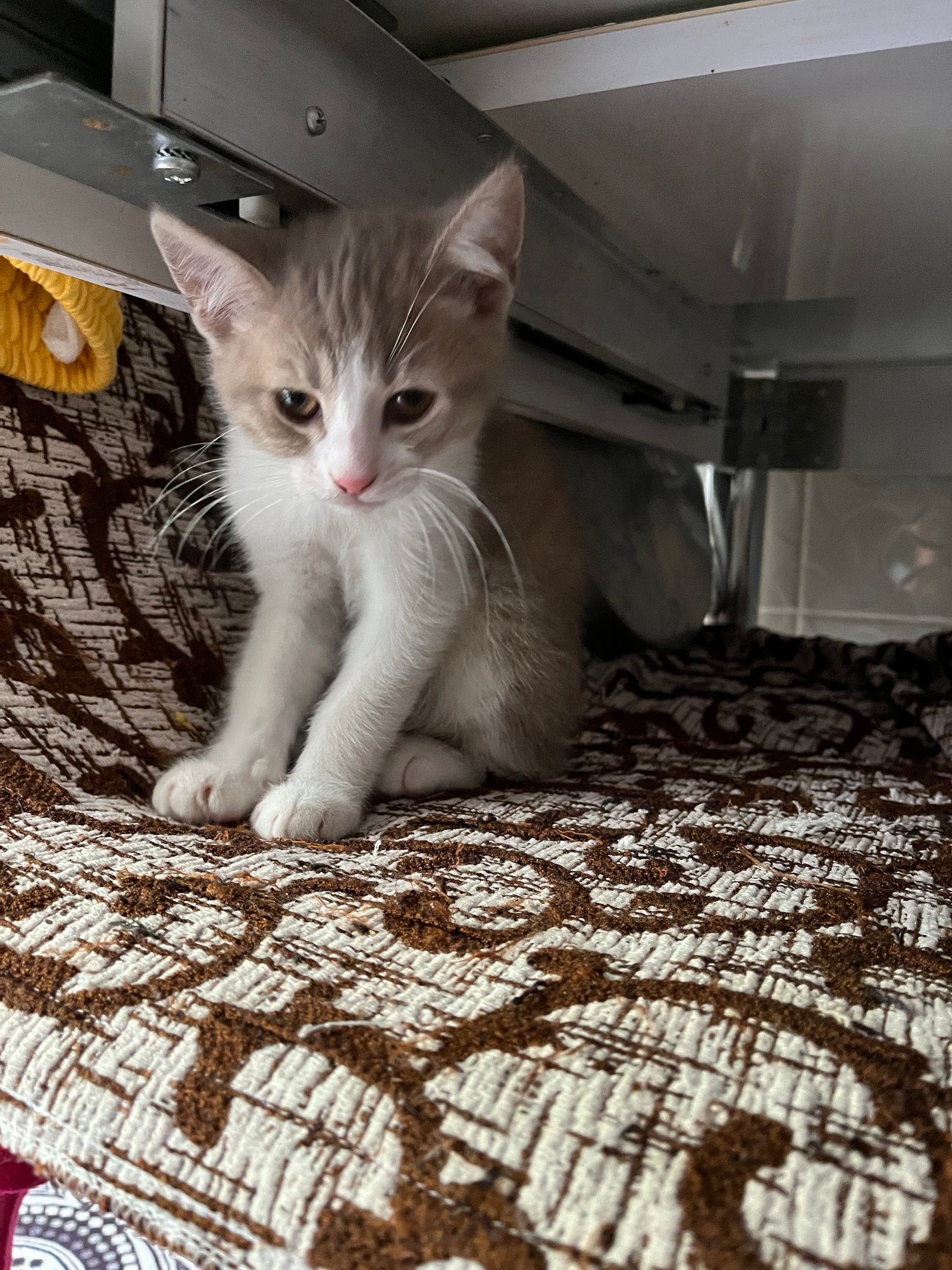 Siz belirleyin - Sahiplenme İlanı