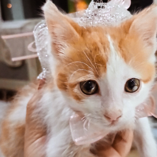 Isabelle - Sahiplenme İlanı