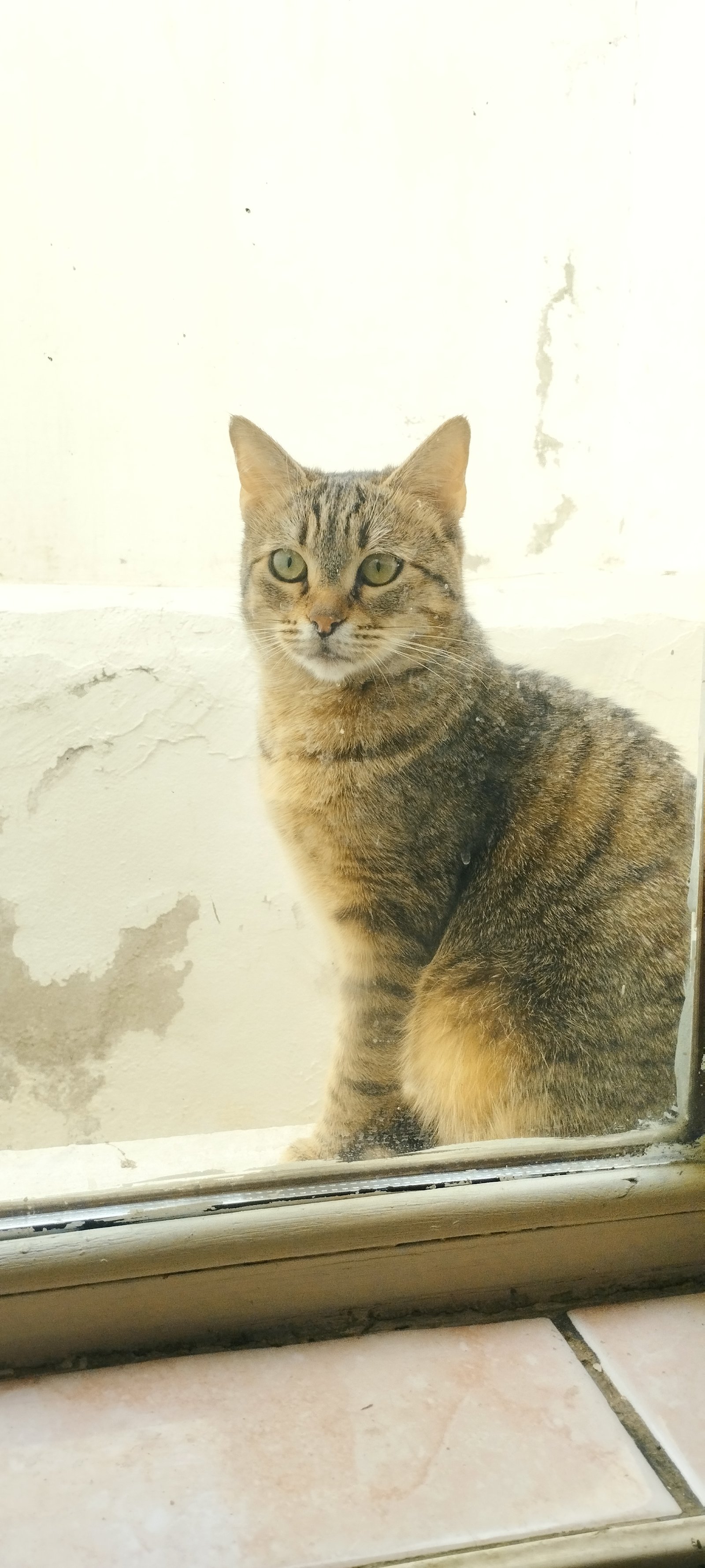 Şüküf - Sahiplenme İlanı