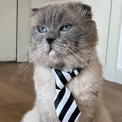 Ragnar - Sahiplenme İlanı