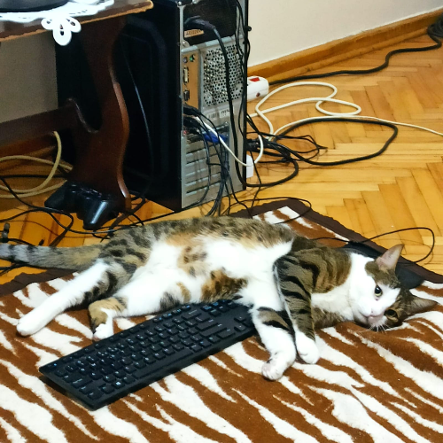 Joker - Sahiplenme İlanı