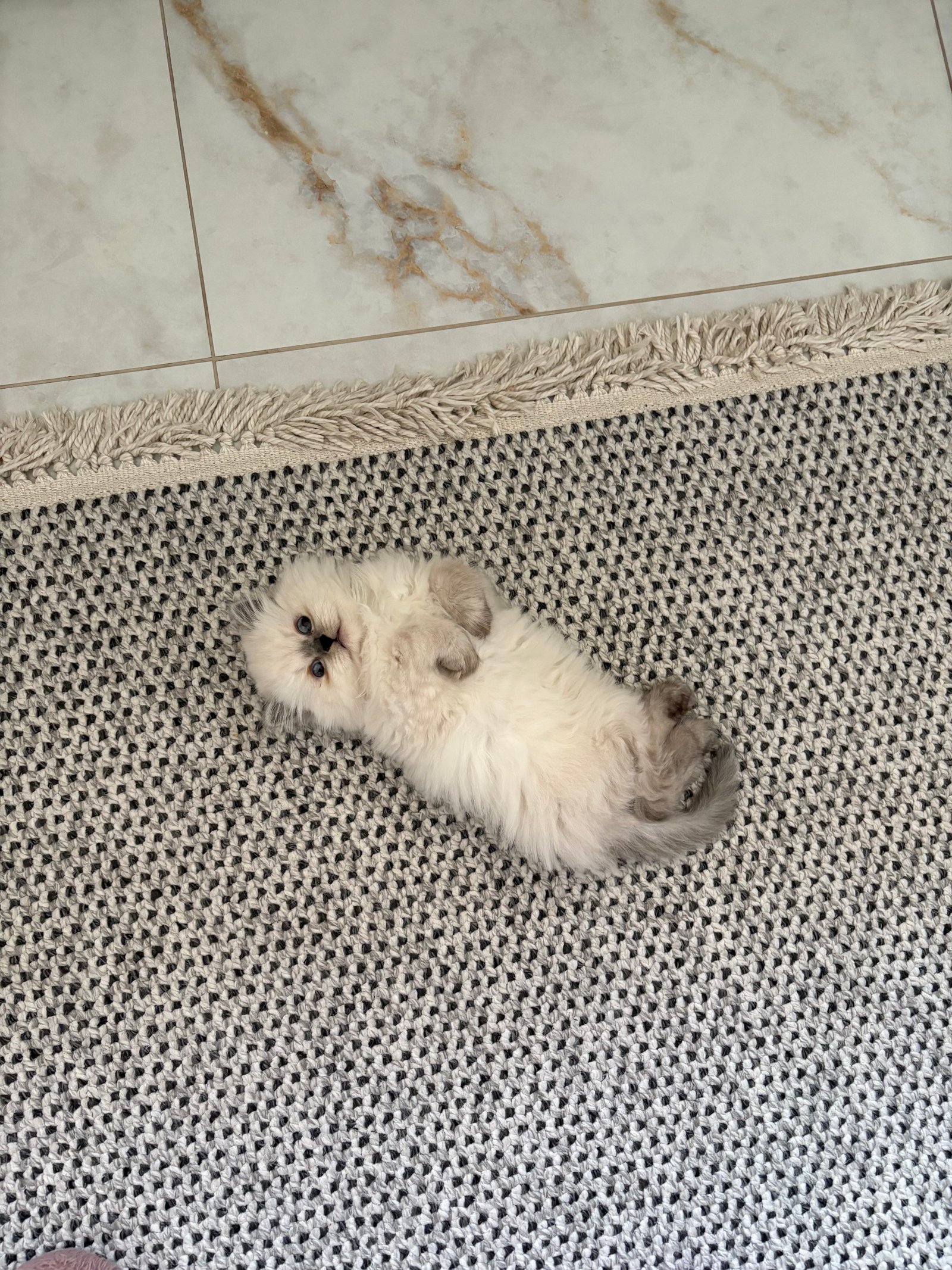 Fındık - Sahiplenme İlanı