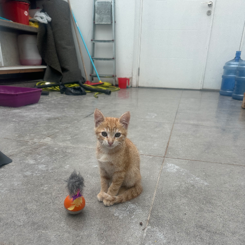 Şans - Sahiplenme İlanı