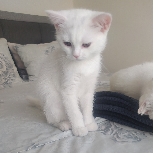 Siz koyarsınız - Sahiplenme İlanı