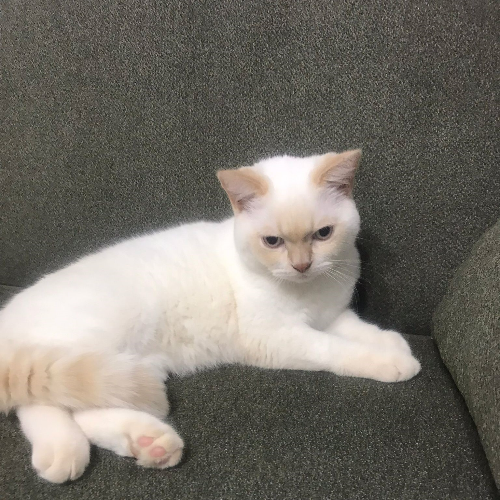 PAMUK - Sahiplenildi