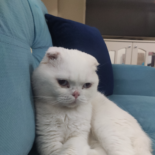 Paşa - Sahiplenme İlanı