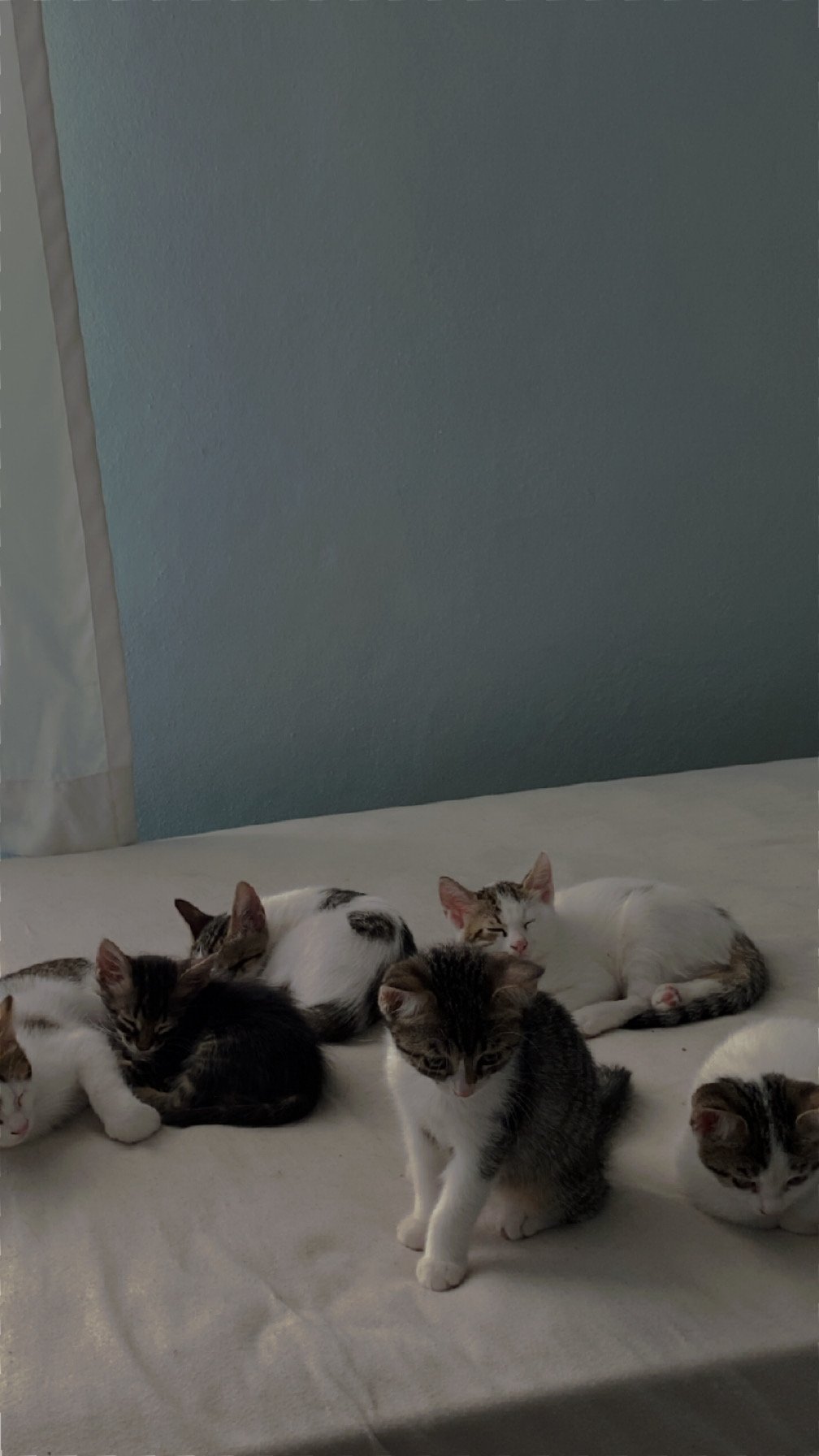 yavru kediler - Sahiplenme İlanı