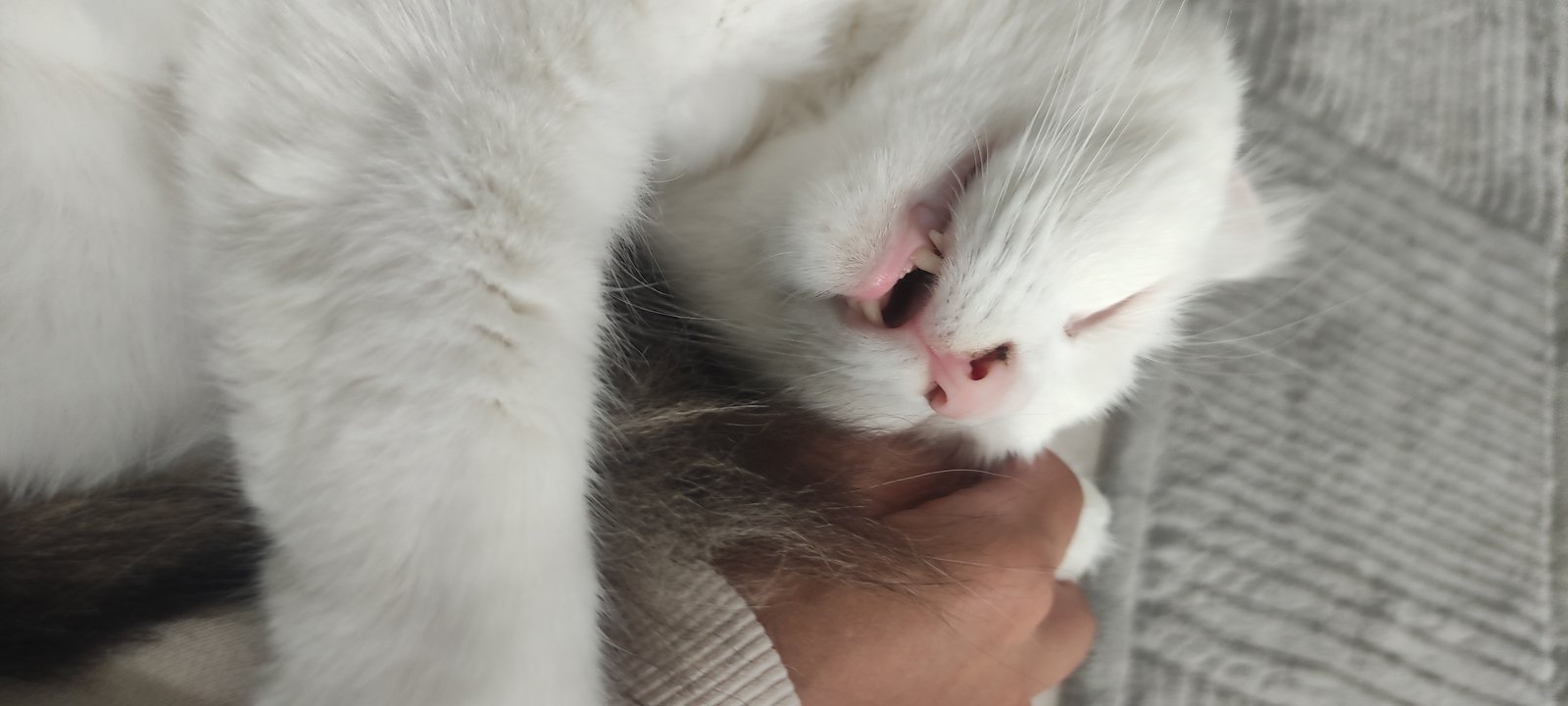 Müdür - Sahiplenme İlanı